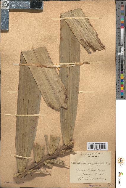 spécimen de Martinezia caryotifolia