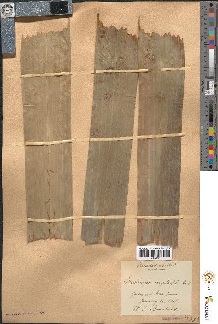spécimen de Martinezia caryotifolia