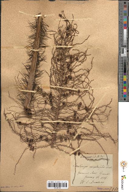 spécimen de Martinezia caryotifolia