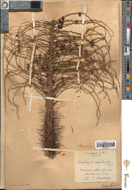 spécimen de Martinezia caryotifolia