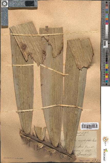 spécimen de Martinezia caryotifolia