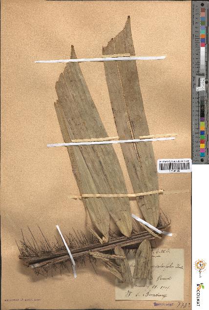 spécimen de Martinezia caryotifolia