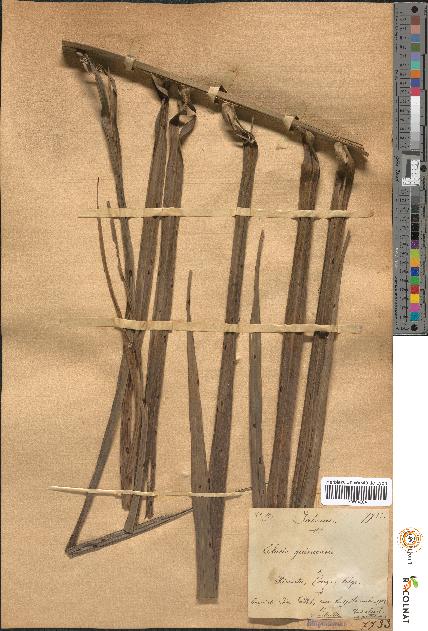 spécimen de Elaeis guineensis