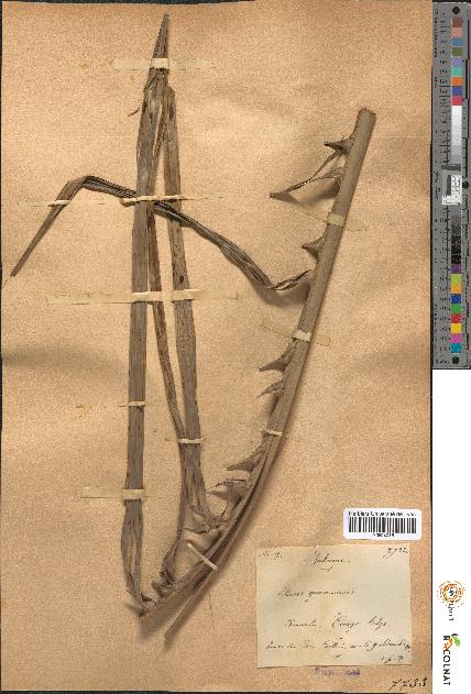 spécimen de Elaeis guineensis