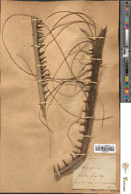 spécimen de Elaeis guineensis