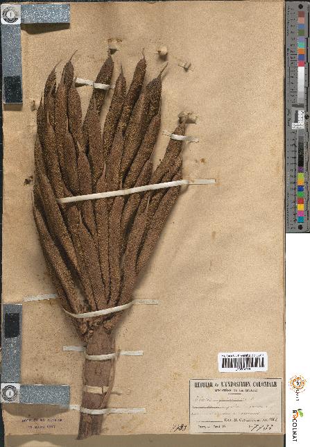 spécimen de Elaeis guineensis