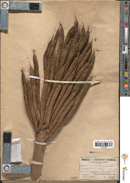 spécimen de Elaeis guineensis