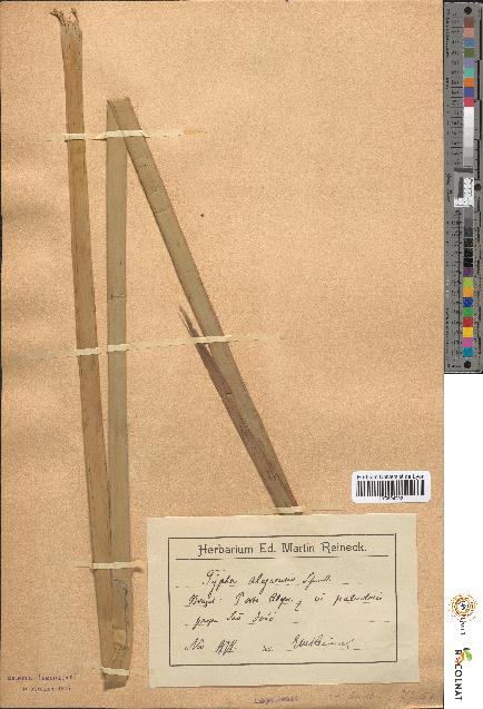 spécimen de Typha alegrensis
