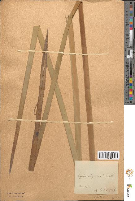 spécimen de Typha alegrensis