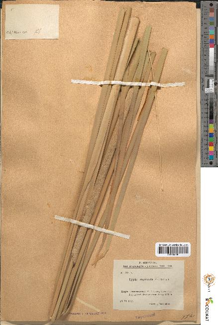 spécimen de Typha angustata