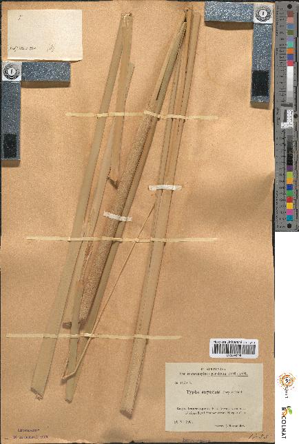 spécimen de Typha angustata