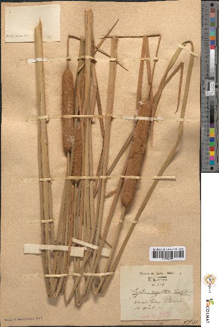 spécimen de Typha angustata