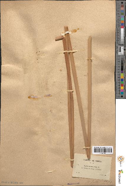 spécimen de Typha angustifolia
