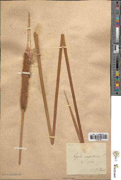 spécimen de Typha angustifolia