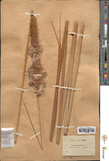 spécimen de Typha angustifolia