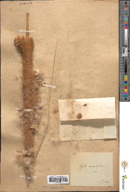 spécimen de Typha angustifolia