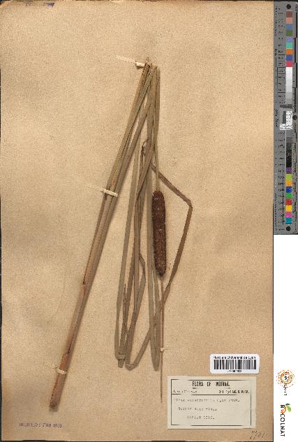 spécimen de Typha angustifolia