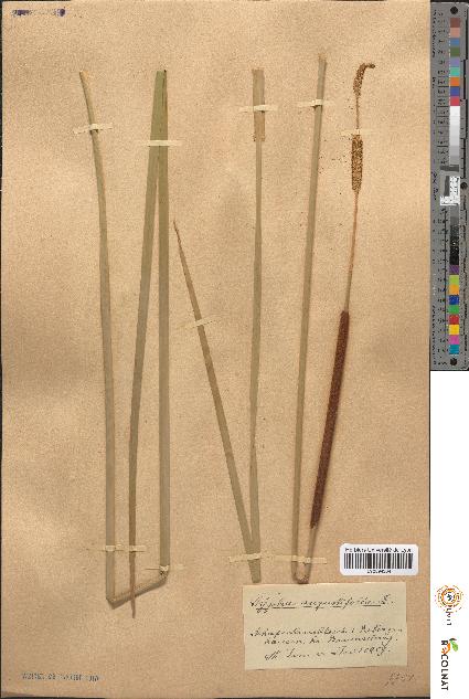spécimen de Typha angustifolia