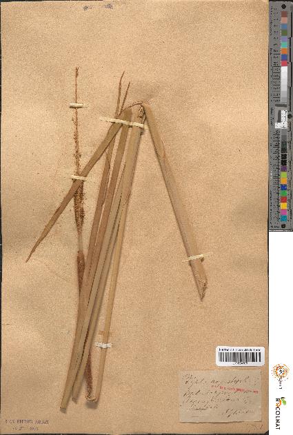 spécimen de Typha angustifolia