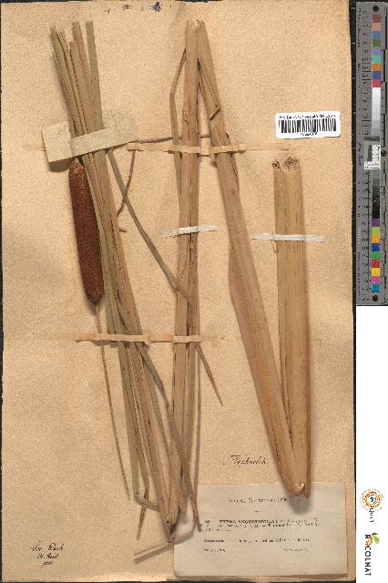 spécimen de Typha angustifolia