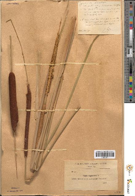 spécimen de Typha angustifolia