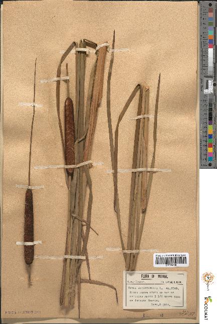spécimen de Typha angustifolia