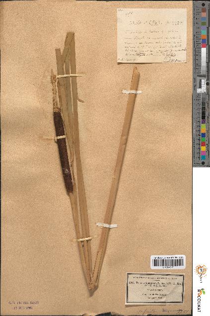 spécimen de Typha angustifolia