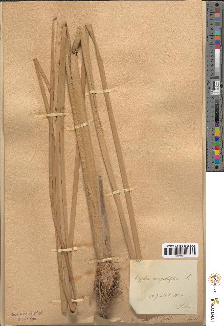spécimen de Typha angustifolia