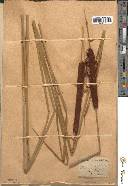 spécimen de Typha angustifolia