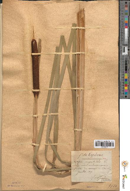 spécimen de Typha angustifolia