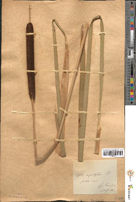 spécimen de Typha angustifolia