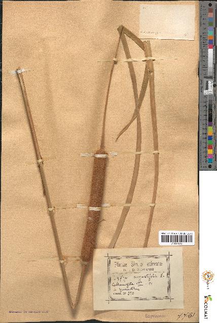 spécimen de Typha angustifolia