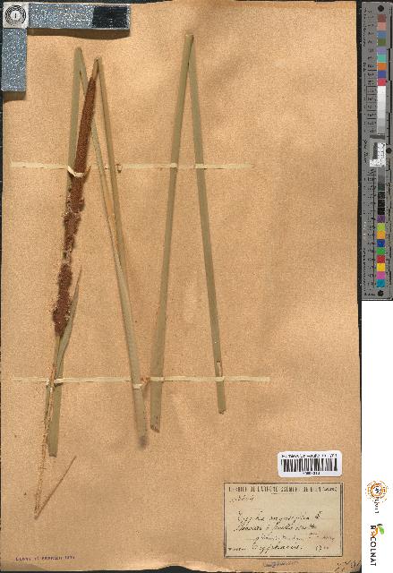 spécimen de Typha angustifolia