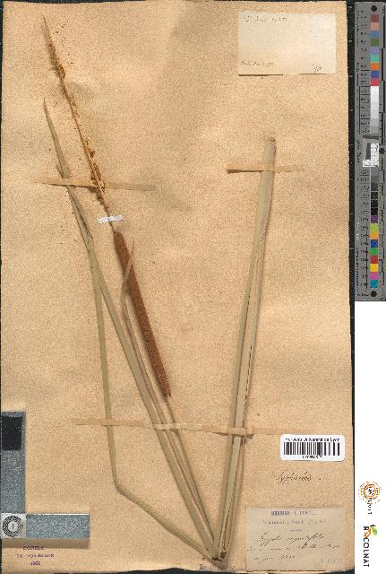 spécimen de Typha angustifolia