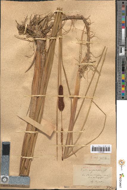 spécimen de Typha angustifolia