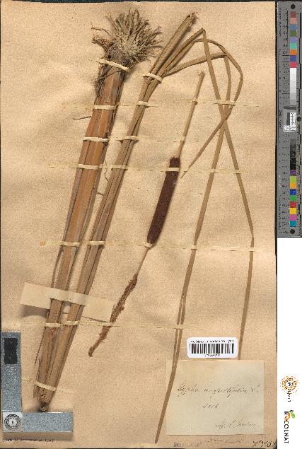 spécimen de Typha angustifolia