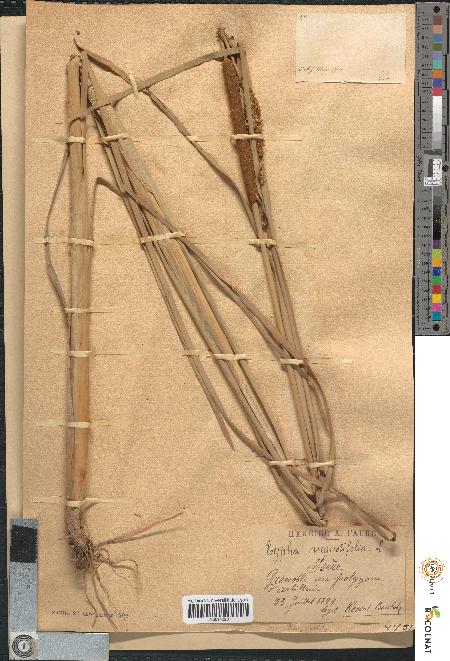 spécimen de Typha angustifolia
