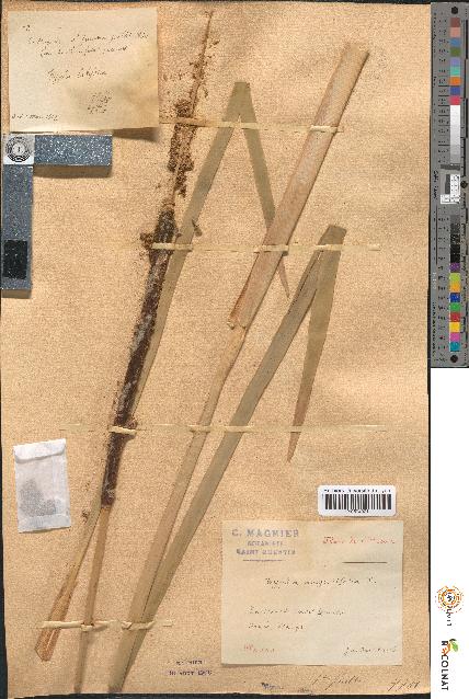 spécimen de Typha angustifolia