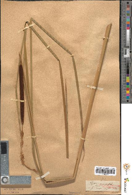 spécimen de Typha angustifolia
