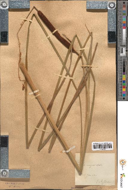spécimen de Typha angustifolia