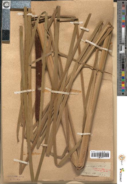 spécimen de Typha angustifolia