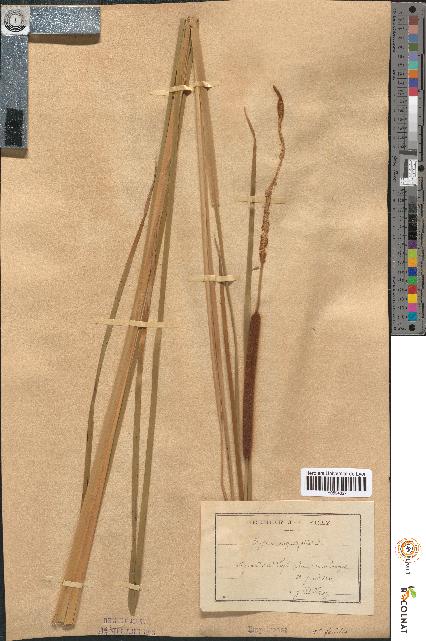 spécimen de Typha angustifolia