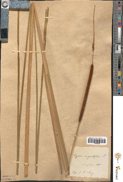 spécimen de Typha angustifolia