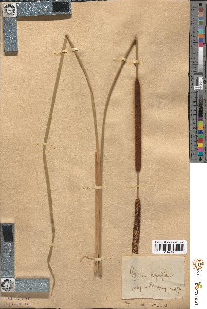 spécimen de Typha angustifolia