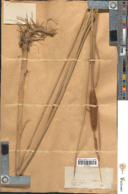 spécimen de Typha angustifolia