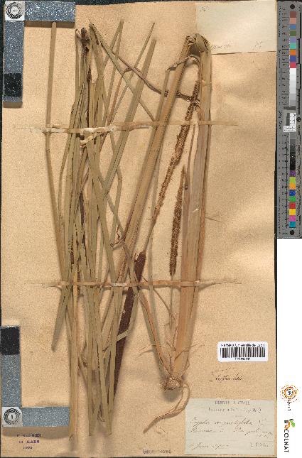 spécimen de Typha angustifolia