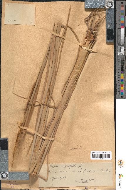 spécimen de Typha angustifolia