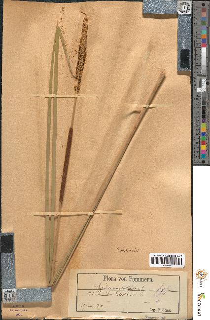 spécimen de Typha angustifolia
