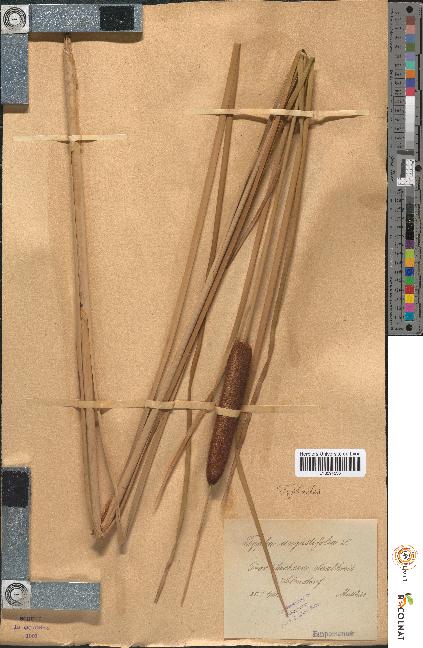 spécimen de Typha angustifolia
