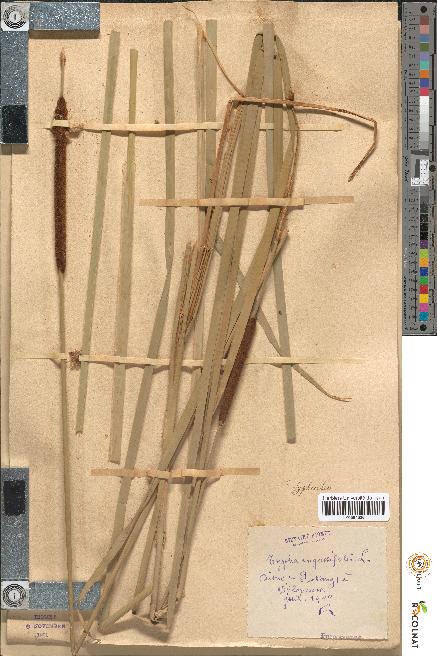 spécimen de Typha angustifolia